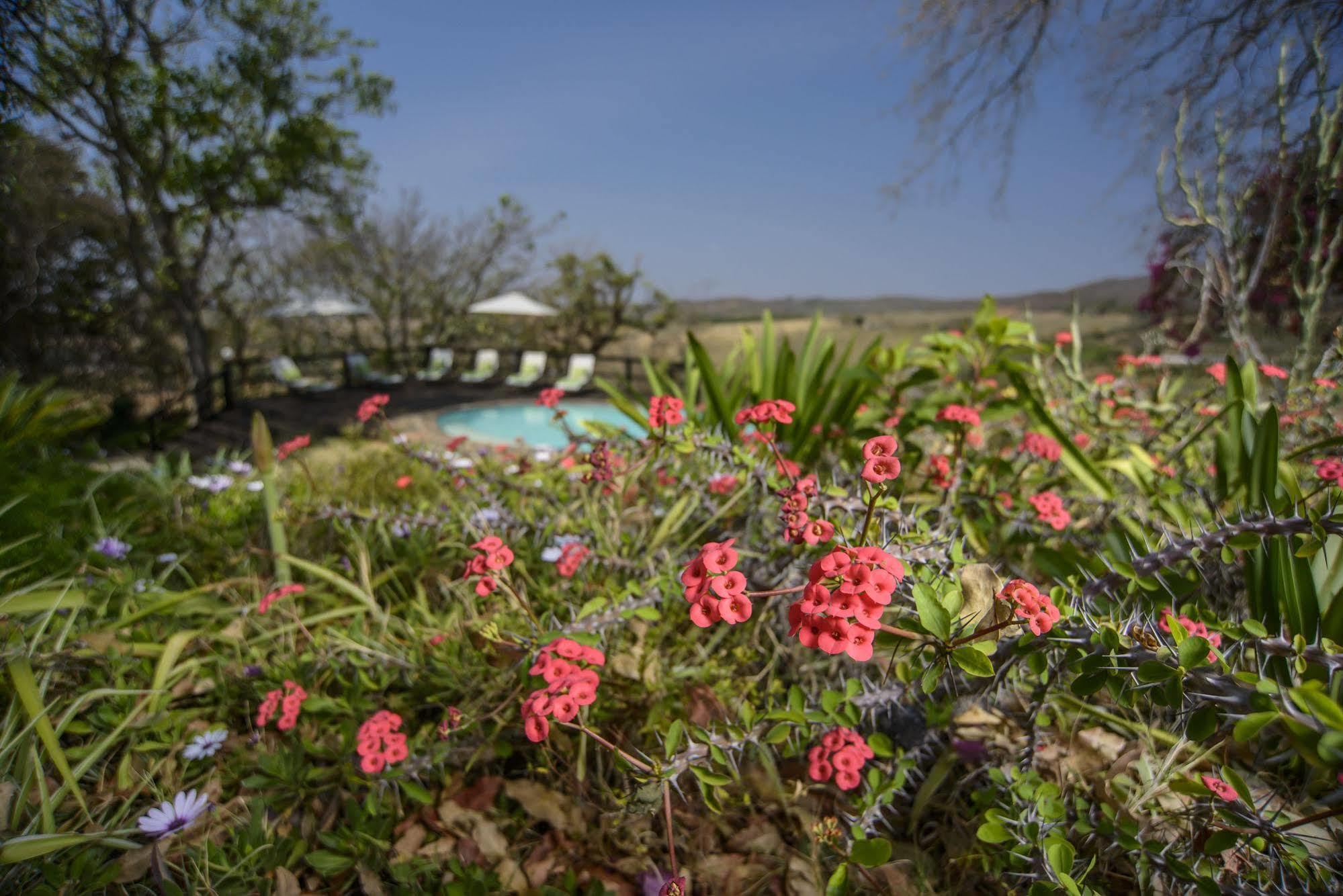Abangane Guest Lodge Hazyview Exteriör bild
